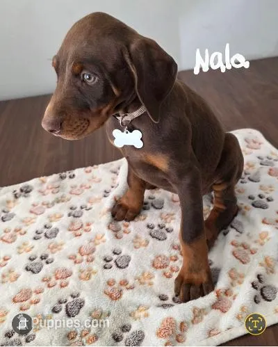 Nala – Doberman Pinscher puppy for sale in Anderson, SC