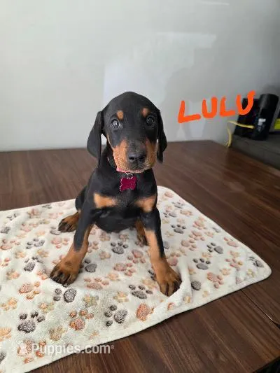 Lulu – Doberman Pinscher puppy for sale in Anderson, SC