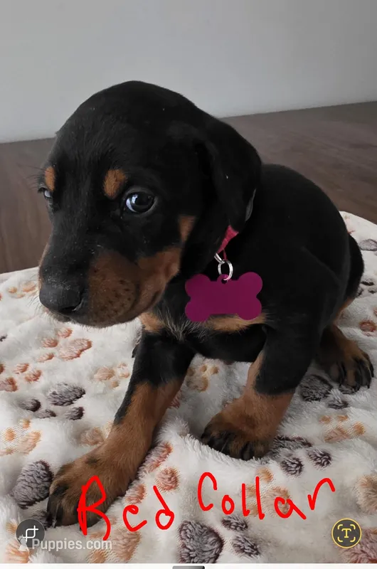 Red Collar  – Doberman Pinscher puppy for sale in Anderson, SC