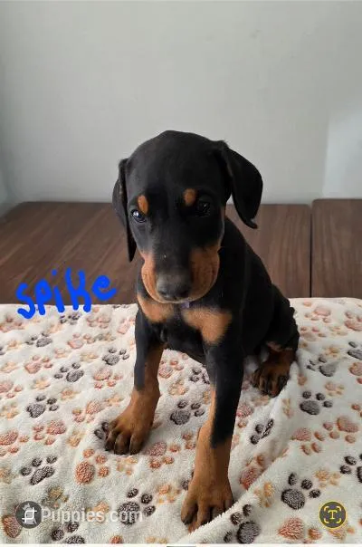 Spike – Doberman Pinscher puppy for sale in Anderson, SC