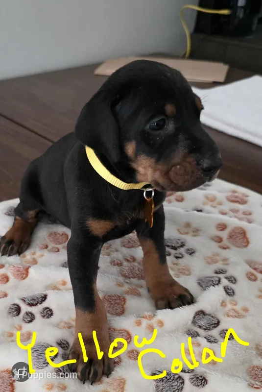 Yellow Collar – Doberman Pinscher puppy for sale in Anderson, SC