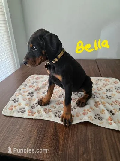 Bella – Doberman Pinscher puppy for sale in Anderson, SC