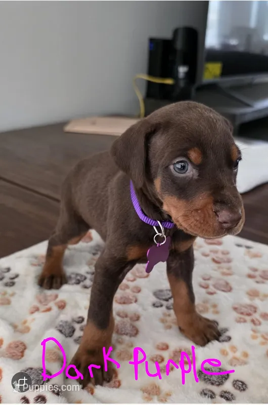 Dark purple Collar – Doberman Pinscher puppy for sale in Anderson, SC