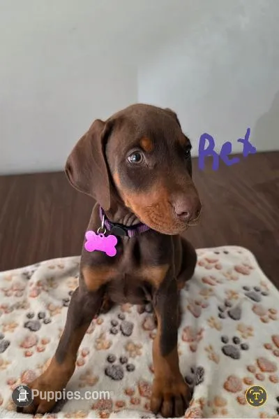 Rex – Doberman Pinscher puppy for sale in Anderson, SC
