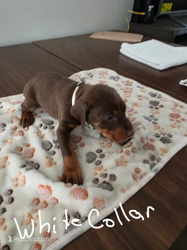 White Collar – Doberman Pinscher puppy for sale in Anderson, SC