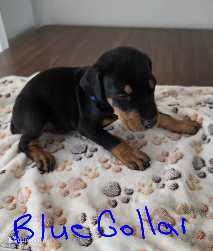 Blue Collar – Doberman Pinscher puppy for sale in Anderson, SC