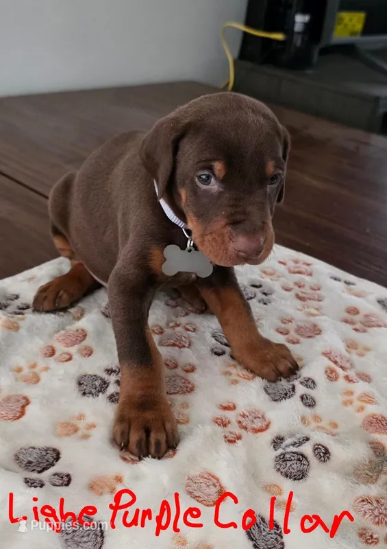 Light Blue Collar – Doberman Pinscher puppy for sale in Anderson, SC