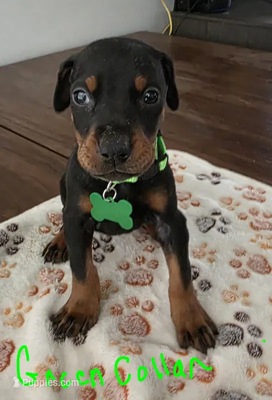 Green Collar – Doberman Pinscher puppy for sale in Anderson, SC