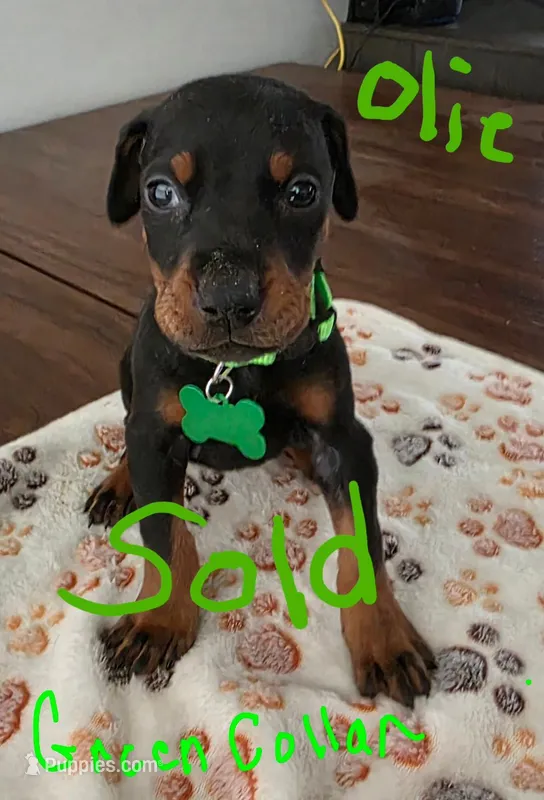Green Collar – Doberman Pinscher puppy for sale in Anderson, SC
