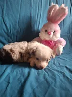 Toy red merle male, a male Miniature Australian Shepherd for sale in Coolville, OH – 5 of 6