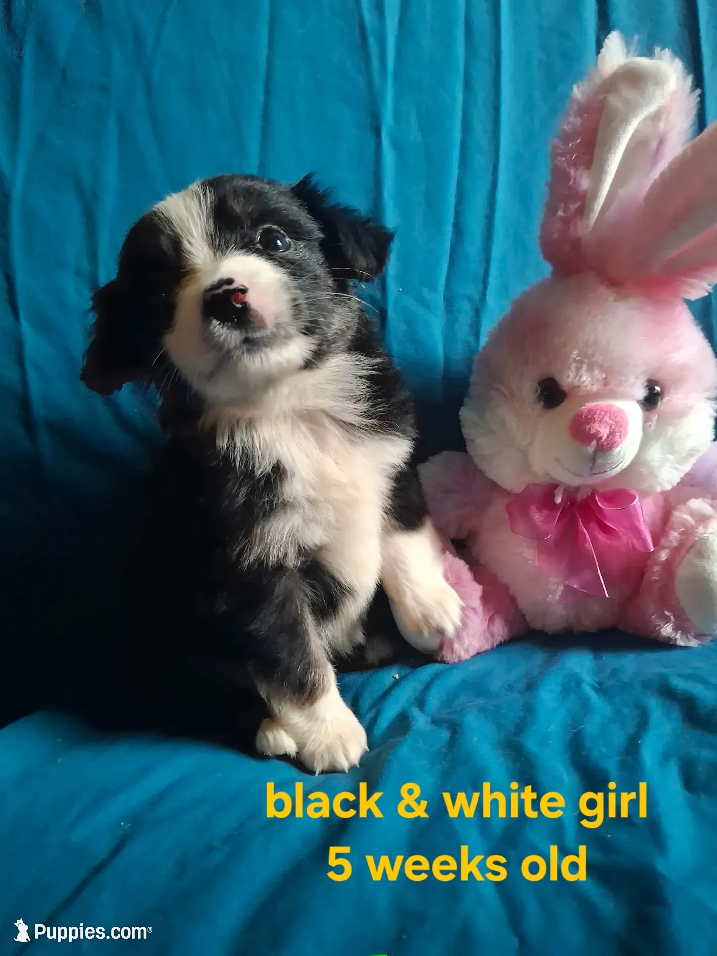 Black tri female, a female Miniature Australian Shepherd for sale in Coolville, OH – 2 of 7