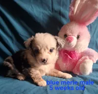 Blue merle male, a male Miniature Australian Shepherd for sale in Coolville, OH – 7 of 8