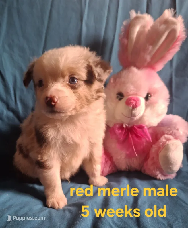 Toy red merle male – Miniature Australian Shepherd puppy for sale in Coolville, OH