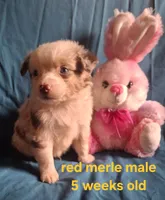 Toy red merle male, a male Miniature Australian Shepherd for sale in Coolville, OH – 1 of 6