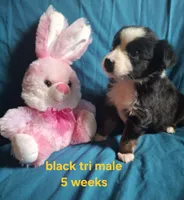 Black tri male toy, a male Miniature Australian Shepherd for sale in Coolville, OH – 4 of 4