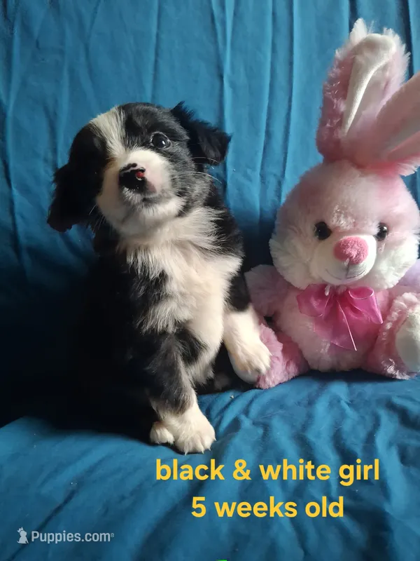Black tri female – Miniature Australian Shepherd puppy for sale in Coolville, OH