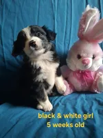 Black tri female, a female Miniature Australian Shepherd for sale in Coolville, OH – 1 of 7