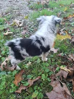 Blue merle male, a male Miniature Australian Shepherd for sale in Coolville, OH – 8 of 8