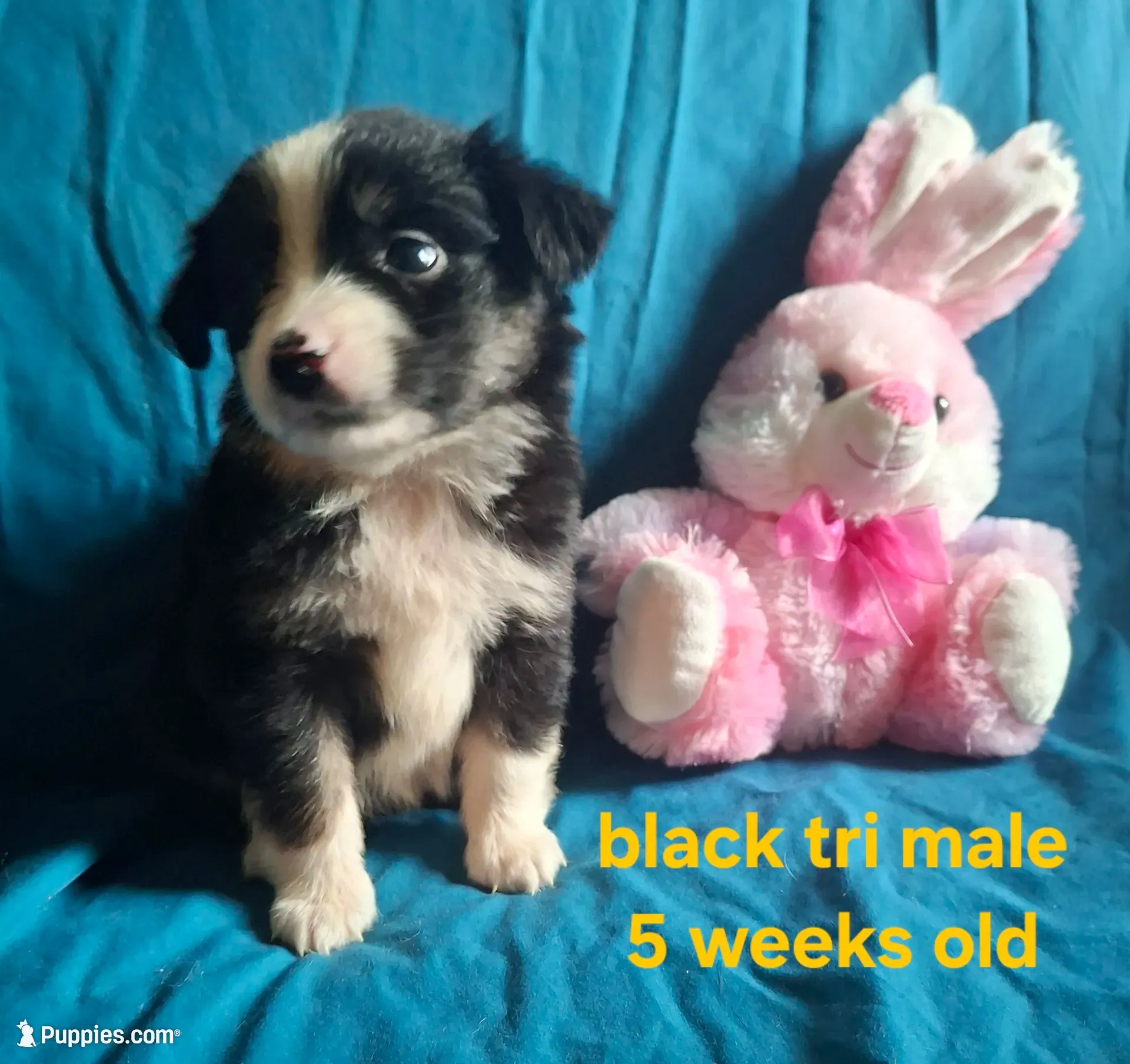 Black tri male toy, a male Miniature Australian Shepherd for sale in Coolville, OH – 1 of 4