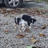 Black tri female, a female Miniature Australian Shepherd for sale in Coolville, OH – 6 of 7