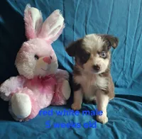 Toy dark red male, a male Miniature Australian Shepherd for sale in Coolville, OH – 6 of 7