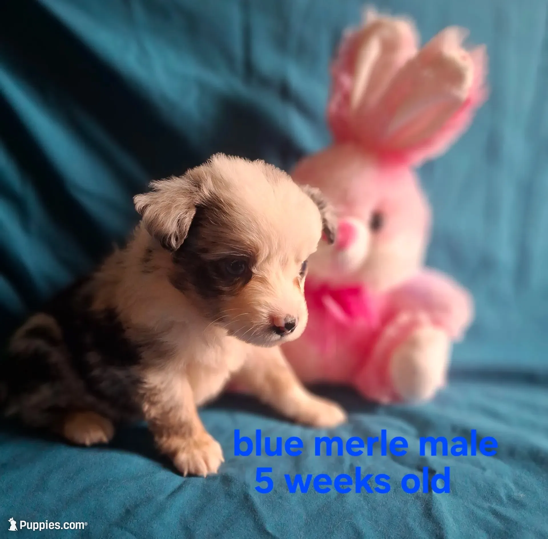 Blue merle male, a male Miniature Australian Shepherd for sale in Coolville, OH – 2 of 8