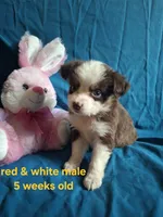 Toy dark red male, a male Miniature Australian Shepherd for sale in Coolville, OH – 1 of 7