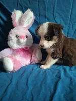 Toy dark red male, a male Miniature Australian Shepherd for sale in Coolville, OH – 5 of 7