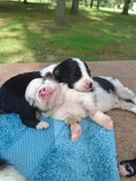 Blue merle male, a male Miniature Australian Shepherd for sale in Coolville, OH – 3 of 8