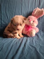 Toy red merle male, a male Miniature Australian Shepherd for sale in Coolville, OH – 6 of 6