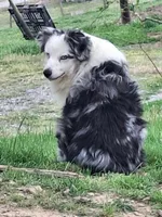 Blue merle male, a male Miniature Australian Shepherd for sale in Coolville, OH – 5 of 8