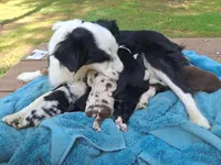 Black tri male toy, a male Miniature Australian Shepherd for sale in Coolville, OH – 2 of 4