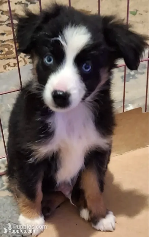 Black tri male toy – Miniature Australian Shepherd puppy for sale in Coolville, OH