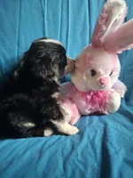Black tri female, a female Miniature Australian Shepherd for sale in Coolville, OH – 7 of 7