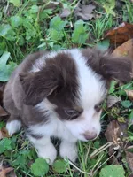 Toy dark red male, a male Miniature Australian Shepherd for sale in Coolville, OH – 4 of 7