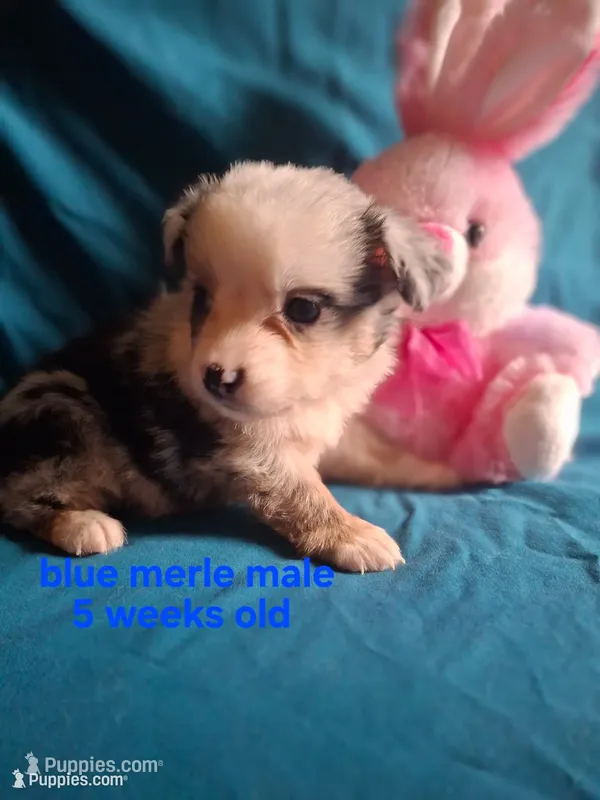 Blue merle male – Miniature Australian Shepherd puppy for sale in Coolville, OH