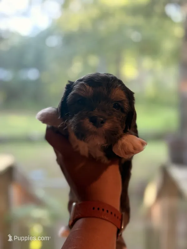 Mole  – Shih Tzu, Mal Shi puppy for sale in Summerville, SC