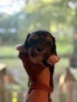 Mole , a male Shih Tzu and Mal Shi for sale in Summerville, SC – 1 of 2