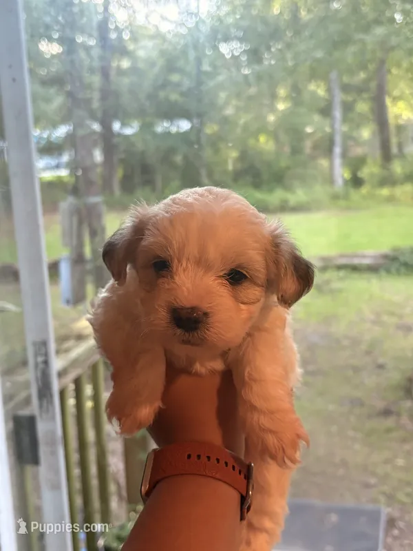 Crash – Shih Tzu, Mal Shi puppy for sale in Summerville, SC
