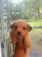 Crash, a male Shih Tzu and Mal Shi for sale in Summerville, SC – 1 of 2