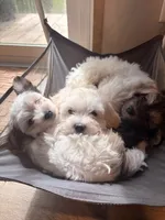 Hope , a female Shih Tzu and Mal Shi for sale in Summerville, SC – 2 of 2