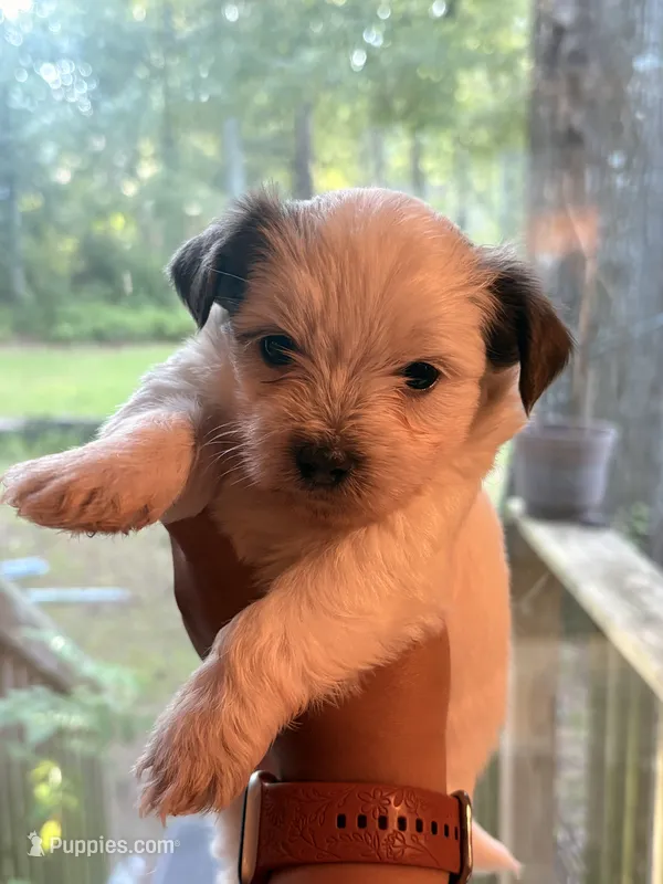 Hope  – Shih Tzu, Mal Shi puppy for sale in Summerville, SC