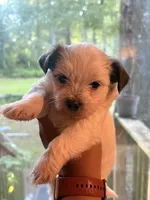 Hope , a female Shih Tzu and Mal Shi for sale in Summerville, SC – 1 of 2