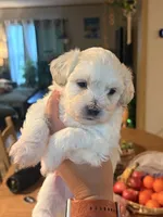 Tamborine, a male Maltese and Mal Shi for sale in Summerville, SC – 2 of 3