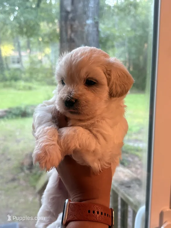 Tamborine – Maltese, Mal Shi puppy for sale in Summerville, SC
