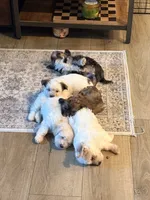 Crash, a male Shih Tzu and Mal Shi for sale in Summerville, SC – 2 of 2