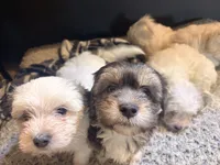 Mole , a male Shih Tzu and Mal Shi for sale in Summerville, SC – 2 of 2