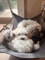 Tamborine, a male Maltese and Mal Shi for sale in Summerville, SC – 3 of 3