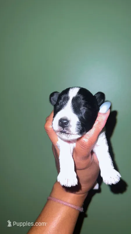 PARTI SCHNOODLE MALE – Schnoodle puppy for sale in Locust Grove, GA