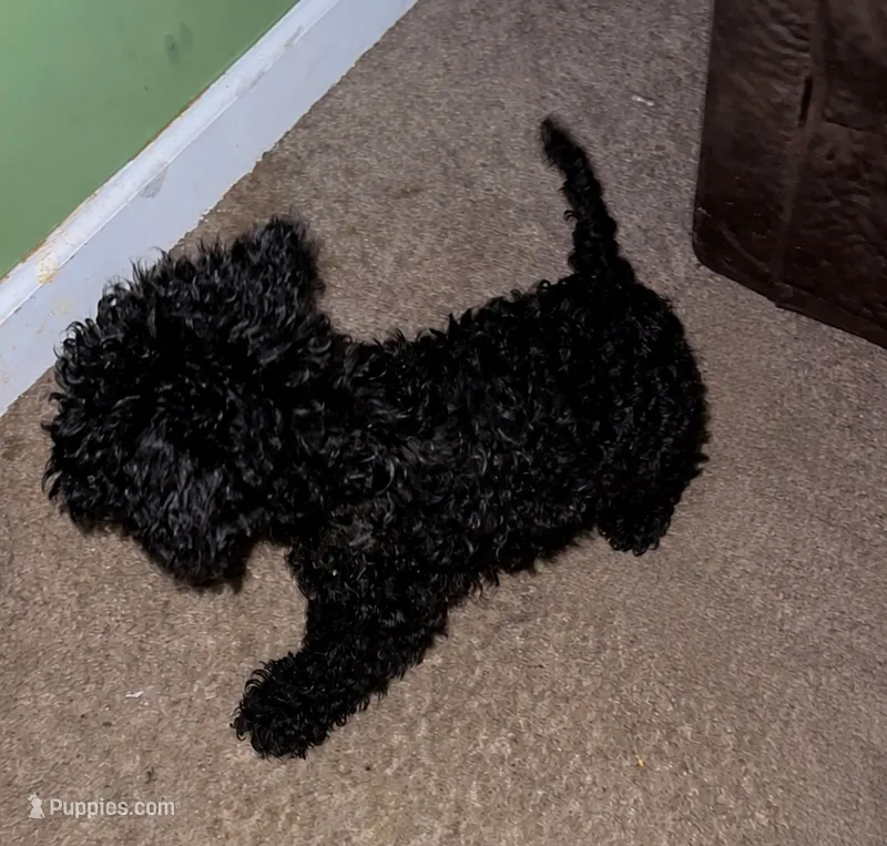 Girl – Double Doodle puppy for sale in Locust Grove, GA